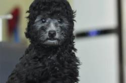 赤峰灰泰迪寵物店電話號碼