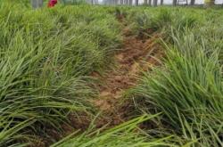 赤峰麥冬草批發(fā)廠家電話號(hào)碼