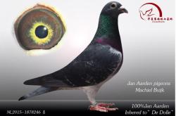 赤峰賽鴿出售信息網(wǎng)站電話號(hào)碼