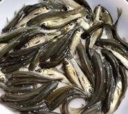 赤峰青魚苗養(yǎng)殖生產(chǎn)商電話號(hào)碼