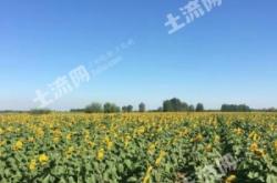 內(nèi)蒙古赤峰附近水澆地