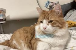 赤峰橘貓咖啡館地址電話號碼