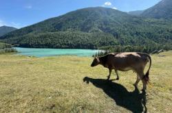 赤峰抓牛向?qū)щ娫捠嵌嗌偬?hào)