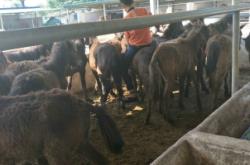 赤峰矮馬養(yǎng)殖廠地址電話號(hào)碼