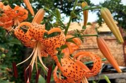 赤峰錦山張桂珍診所電話多少