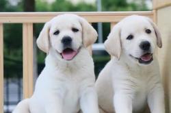 赤峰市拉布拉多領養(yǎng)電話號碼