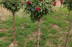 赤峰月季花苗圃商家電話號碼