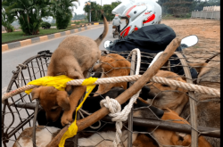 赤峰狗肉小館電話號(hào)碼查詢是多少
