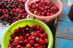 赤峰市文鐘鎮(zhèn)采摘園電話號碼