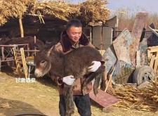 赤峰養(yǎng)驢托管電話(huà)多少號(hào)碼