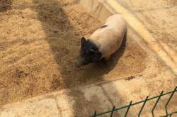 赤峰萌動(dòng)動(dòng)物樂園團(tuán)購(gòu)電話號(hào)碼