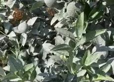 赤峰牛糞出售最新消息電話號(hào)碼