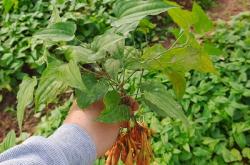 赤峰百部種苗基地電話號(hào)碼