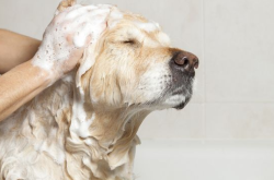 赤峰市給狗洗澡地址電話號碼