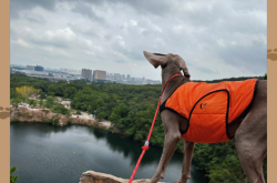 赤峰市大福狗狗樂園電話號(hào)碼