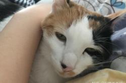 赤峰寵物市場土貓電話地址查詢