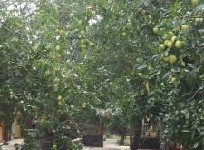 赤峰市棗子采摘基地電話號碼