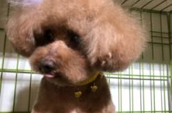 赤峰佳貝寵物生活館電話號碼