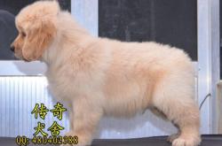 赤峰市金毛犬舍電話號碼多少