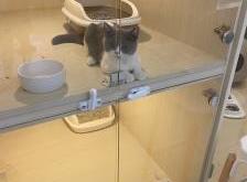 赤峰新天地貓舍地址電話號(hào)碼