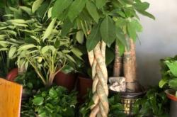 赤峰市氣球花鳥市場電話號碼