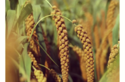 赤峰南波灣小米店電話號碼查詢