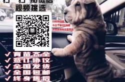 赤峰免費送狗的地方電話號碼