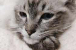 赤峰愛寵寵物電話多少啊