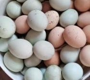 赤峰敖漢活雞屠宰場(chǎng)電話是多少