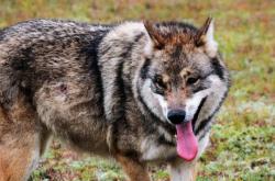 赤峰狼爪實體店地址電話號碼