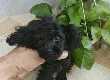 赤峰出售鹿犬電話地址是多少號