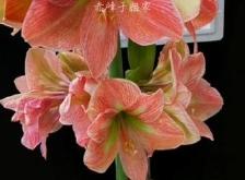 赤峰賣朱頂紅花的電話是多少號