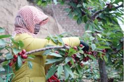 赤峰鈣果采摘園電話號(hào)碼查詢