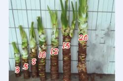 赤峰水培鮮花批發(fā)市場(chǎng)電話號(hào)碼