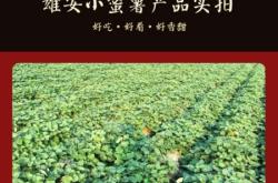 赤峰烤紅薯店電話多少號(hào)