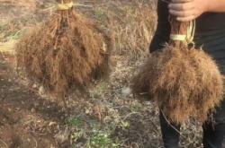 赤峰圓棗子苗專賣店電話號(hào)碼