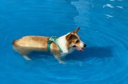 赤峰市寵物樂園地址電話號(hào)碼