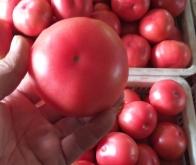 赤峰寧城西瓜種植基地電話號碼