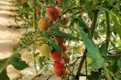 赤峰大西牛餅店電話號碼查詢