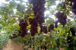 赤峰御龍垂釣園電話多少號