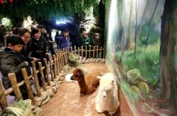 赤峰寵物萌寵樂園電話號(hào)碼查詢