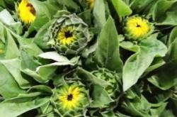 赤峰向日葵籽批發(fā)電話號碼