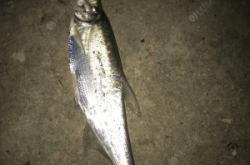 赤峰市附近夜釣地點電話號碼