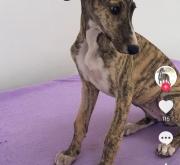 赤峰領養(yǎng)靈緹電話多少啊