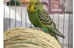 赤峰金典萌寵電話號(hào)碼查詢