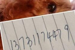 赤峰市狗狗領(lǐng)養(yǎng)電話號碼查詢