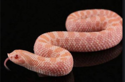 赤峰養(yǎng)鴨子基地電話號(hào)碼查詢