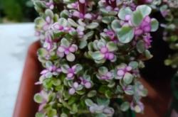 赤峰盆栽直播平臺電話是多少號