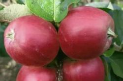 赤峰市蘋果收購電話是多少號