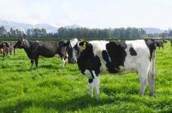 赤峰奶牛家百貨地址電話號(hào)碼